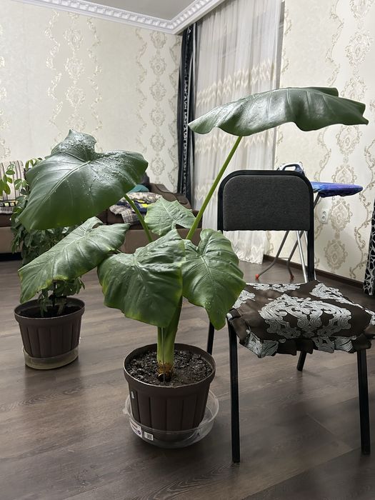 Распродажа цветов срочно
