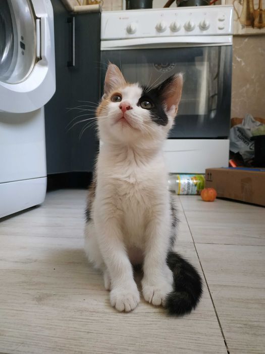 отдам котёнка в любящие руки