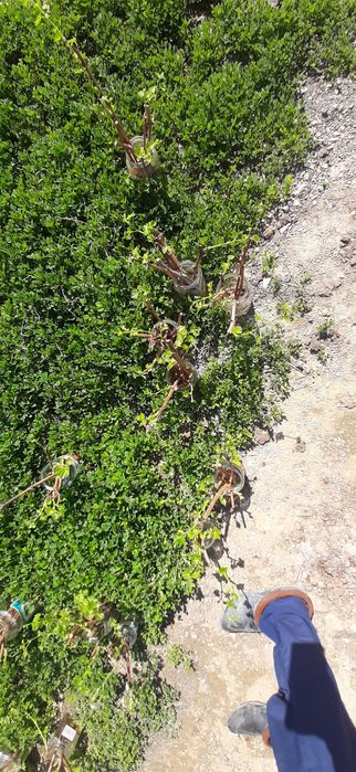 Көк жузім сатылады