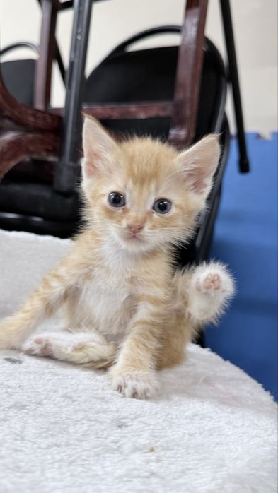 Котенок в добрые руки