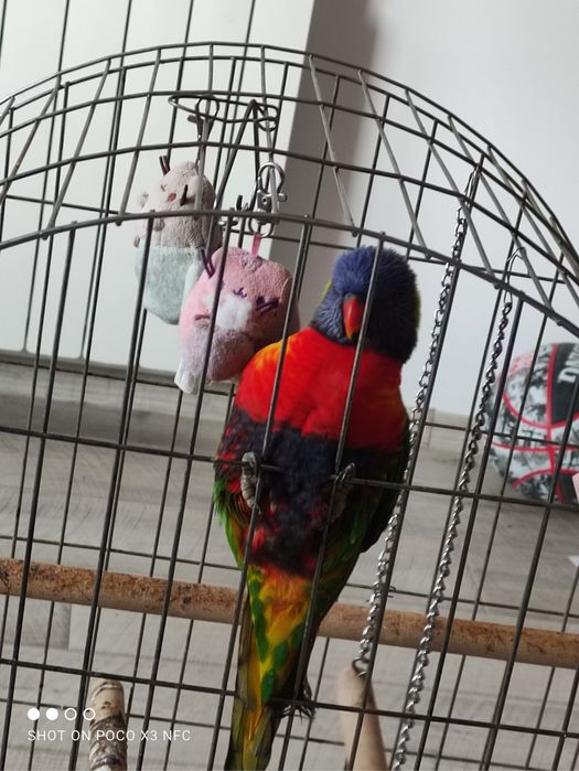 Папагал Лори + клетка + храна