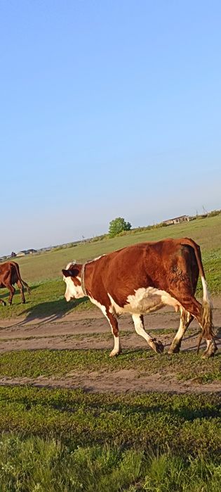 Продам корову 3й отель и телку