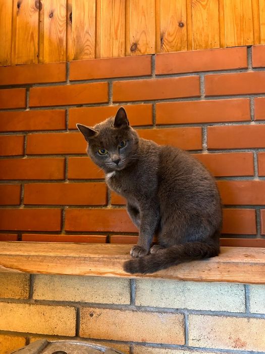 Кошка ищет семью и дом