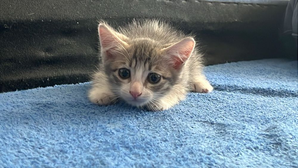Котёнок в добрые руки