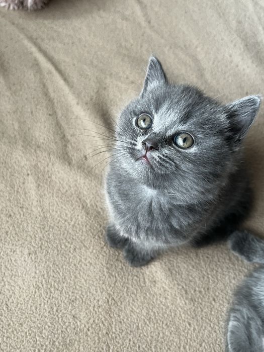 Британски котенца