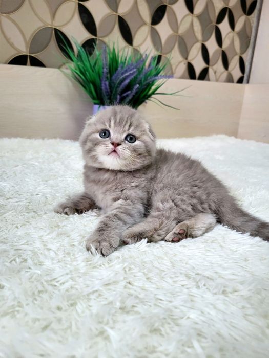 Шотландские скоттиш фолд