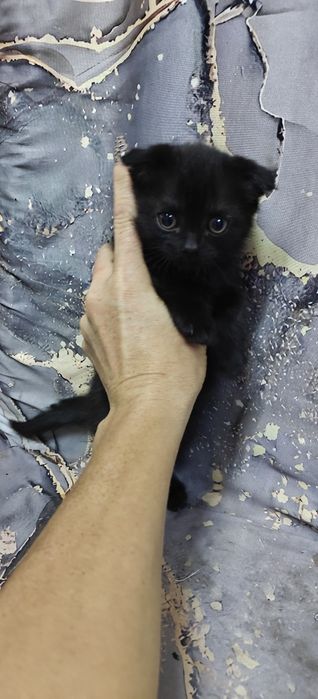 Отдам в хорошие руки