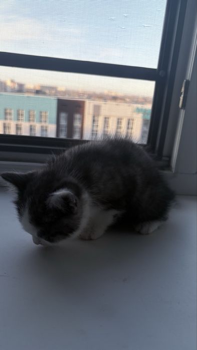 Котенки приручены к лотку