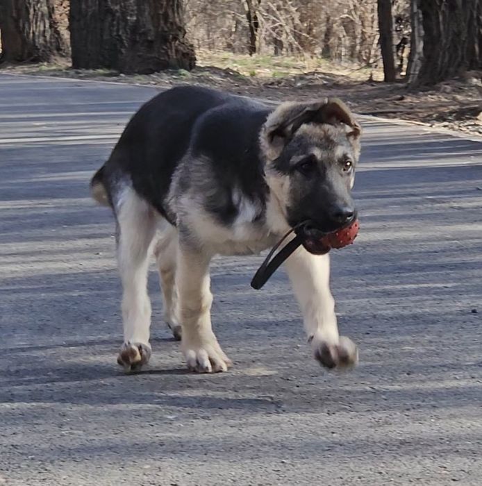 Щенок ВЕО,девочка