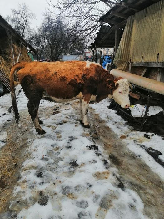 Vând vacă gestantă