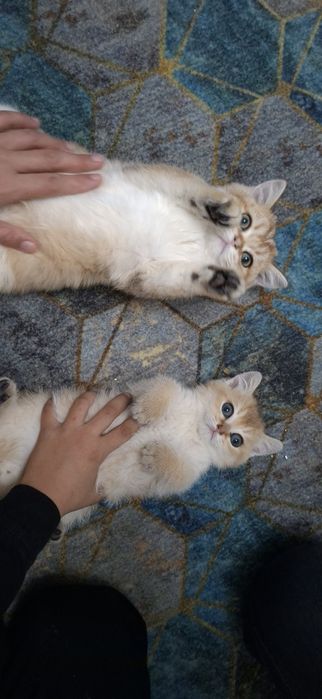 Кошка золотистый шиншила британ 5 ойлик киз бола