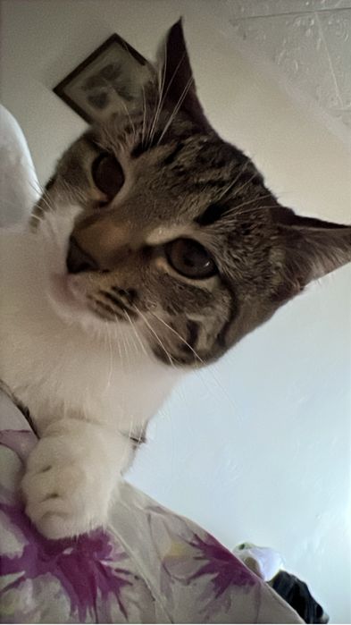 Отдам в добрые руки