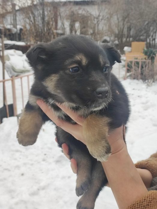 Продам щенков помесь овчарка и дворняга