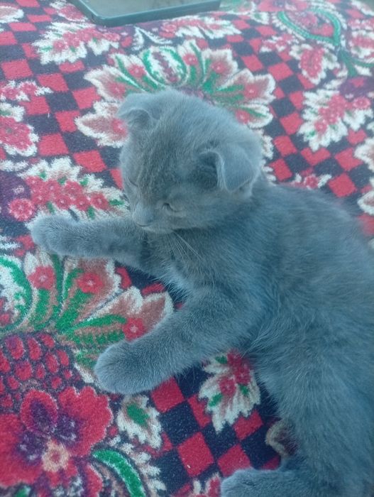 Котёнок 100$ продам