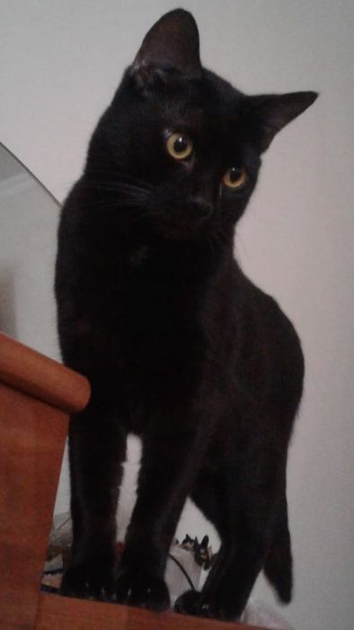 Бенгал-меланист на вязку.