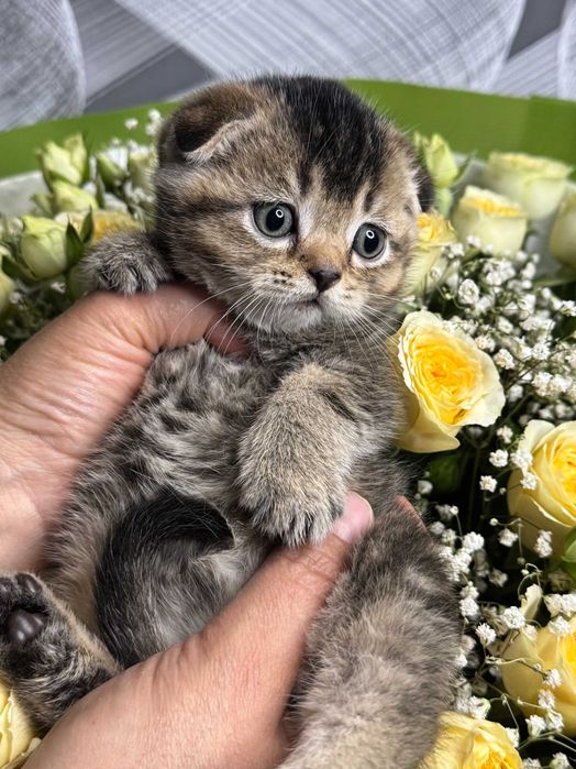 вислоушки плюшевые малыши