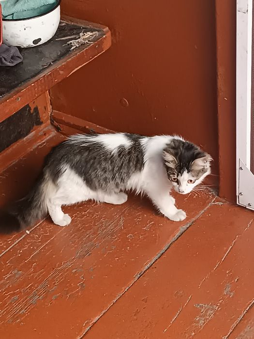 Милая кошечка ищет любящий дом!