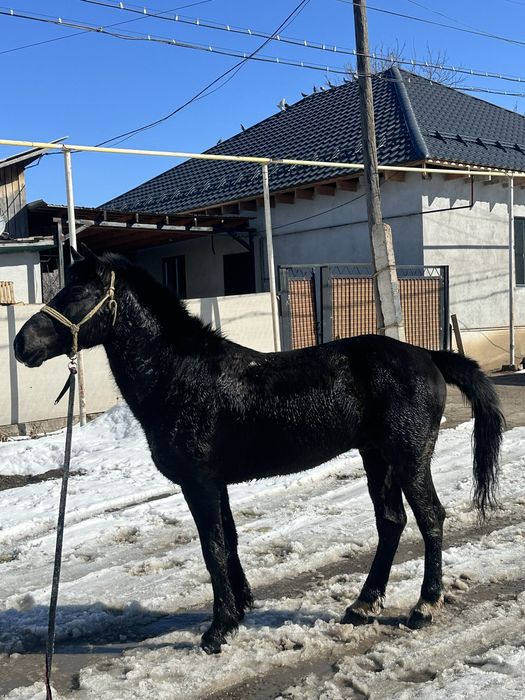 Продам бодрую лошадь! ( Ат сатылады)