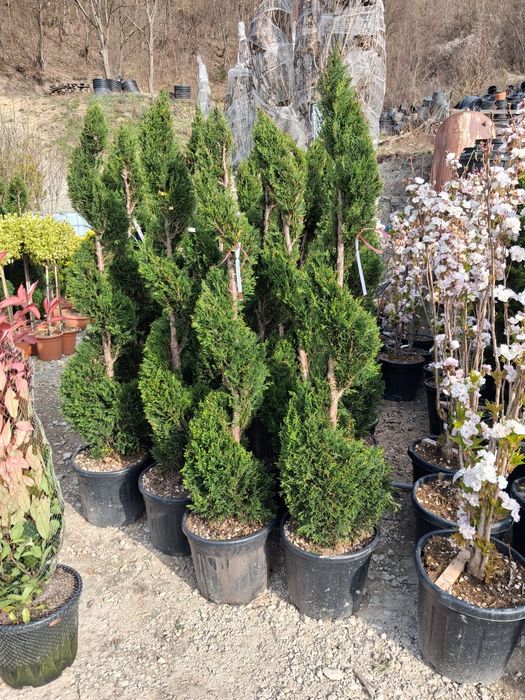 Vindem plante ornamentale preț bun transport gratuit ne deplasam în toată țara