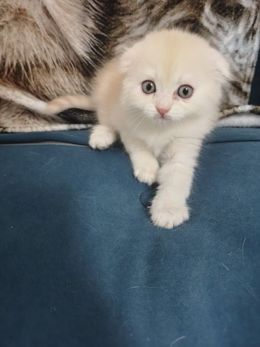 Котенок девочка готова к бронированию