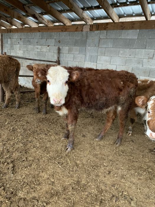 Ұрғашы бұзаулар сатылады