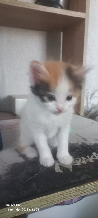 Отдам котят в добрые руки
