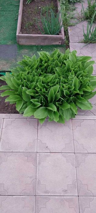 Продам цветы хосты