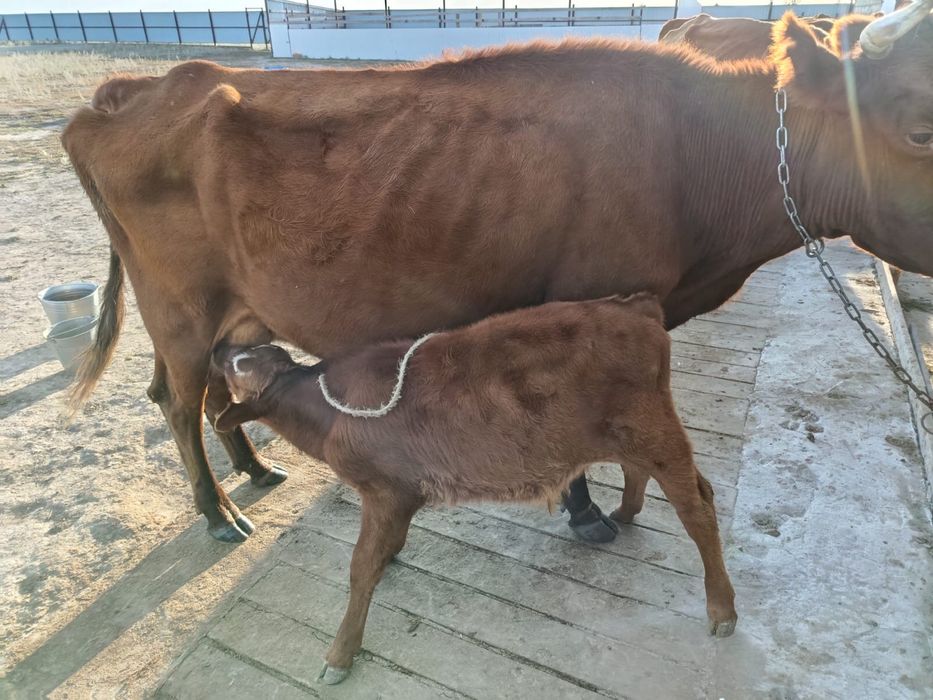 Продам корову с теленком