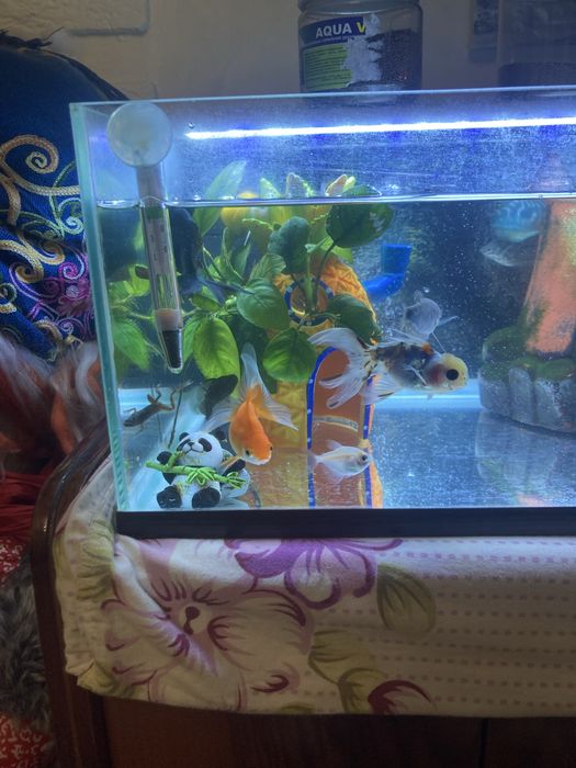 Продам аквариум с рыбками