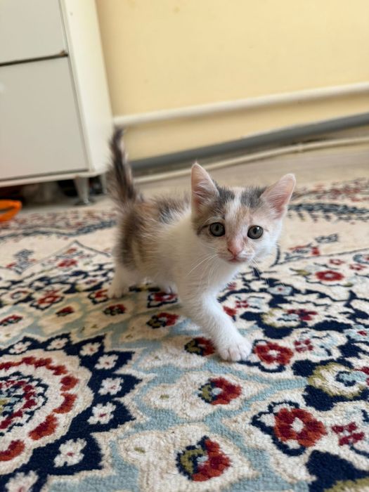 Отдам котят в добрые руки