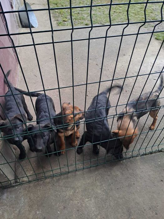 Donez pui metis Ciobanesc german