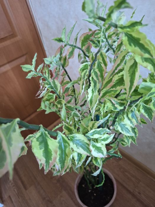 Педилантус или хребет дракона