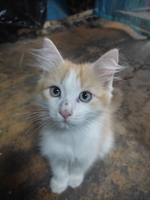 Отдадим котят в добрые руки