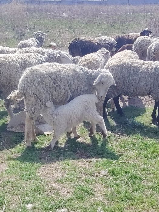 Бараны ягненок козы