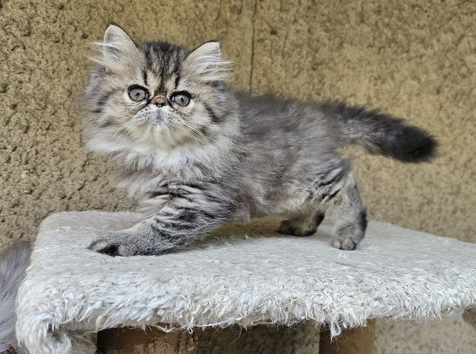Персийско котенце