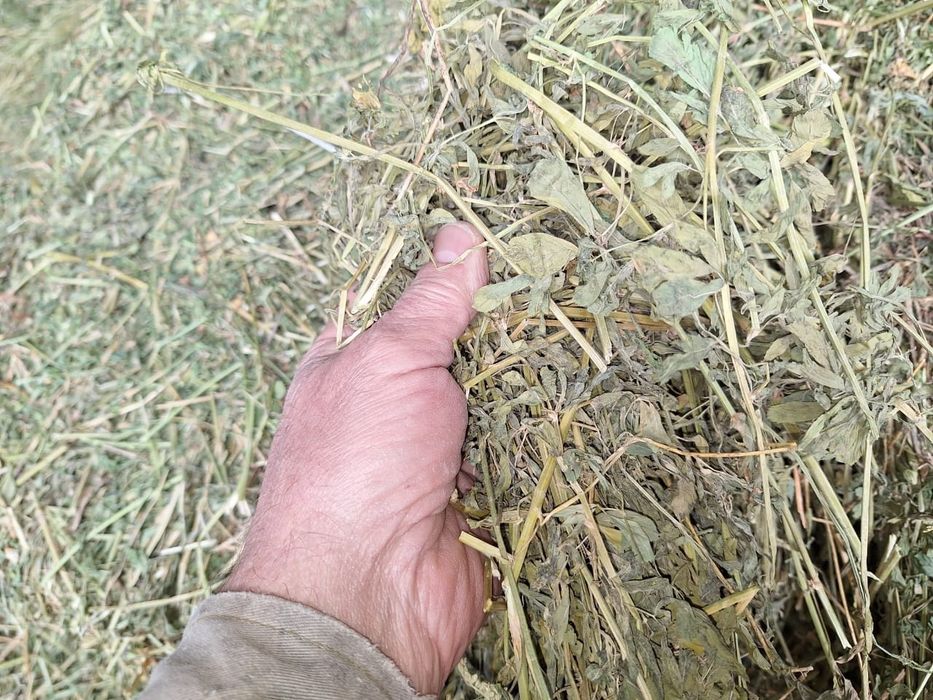 Люцерна Жонышка Сено Клевер