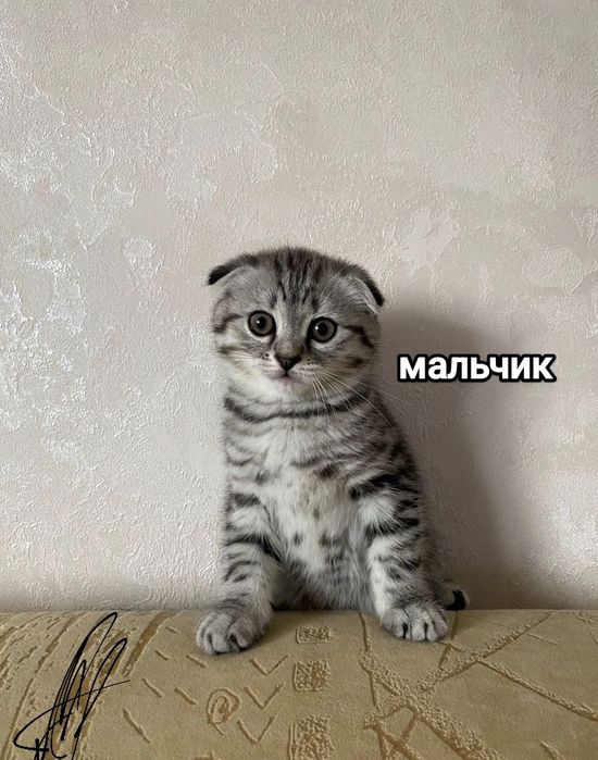Шотландские Вислоухие котята
