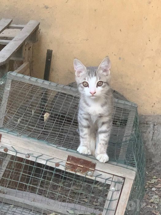 Котенки за символическую цену от породистой мамы