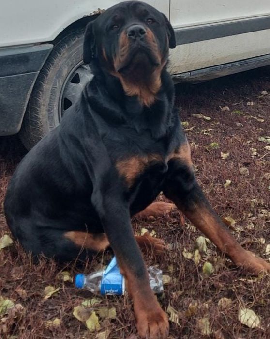 Ротвейлер продам