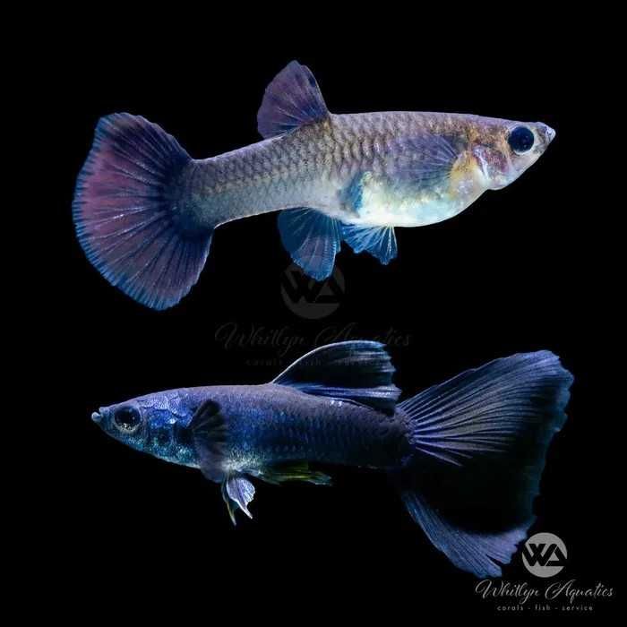 Гупи Синя Московска и Albino Blue Topaz