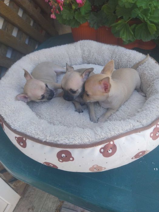 Chihuahua rasă pură pentru rezervare