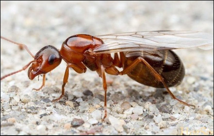 Матка с крыльями без колонии только она