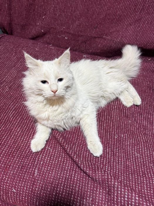 Отдам котят бесплатно