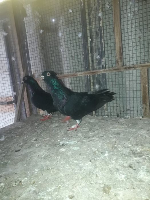 Голуби Иранские