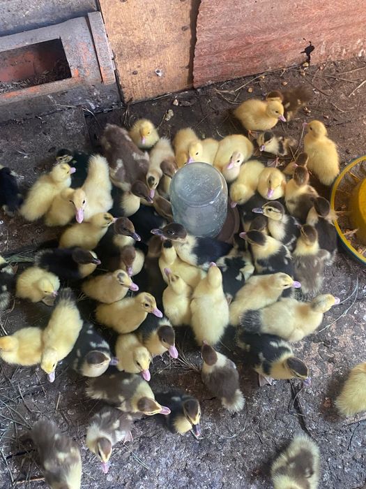 Индоутка, балапан, птенцы, лаванда.