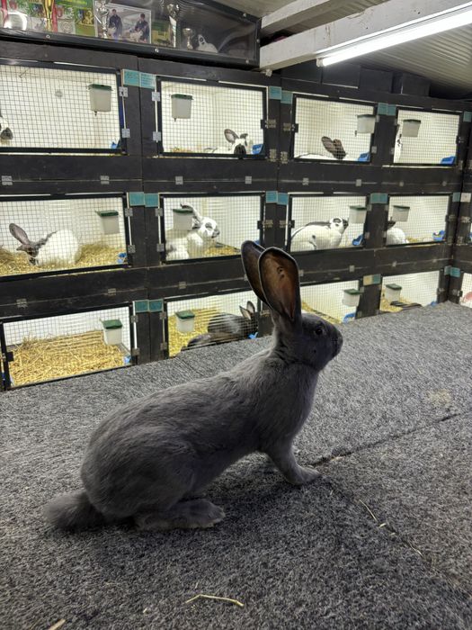 Urias Pestrit German Albastru