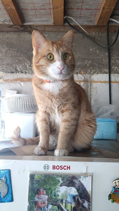 Потерялся кот Рыжик