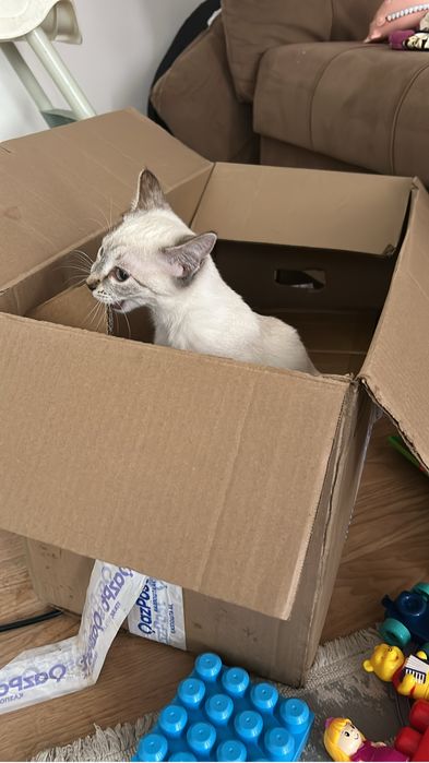 Отдам кошку в добрые руки