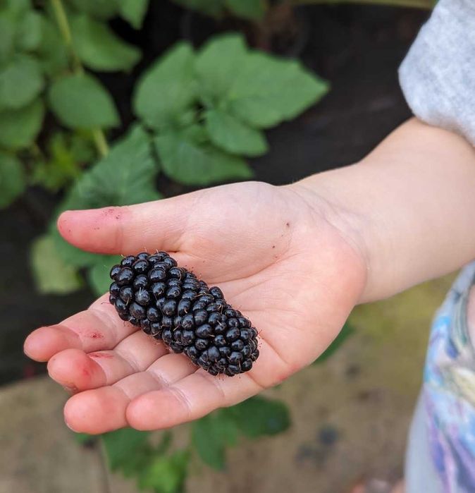 Къпина  - Гигантска и сладка  - Налични 7 сорта Разсад