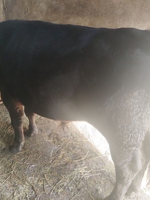 Vand doi tauri frumosi